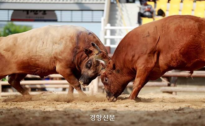 소 힘겨루기 대회. 경향신문 자료사진