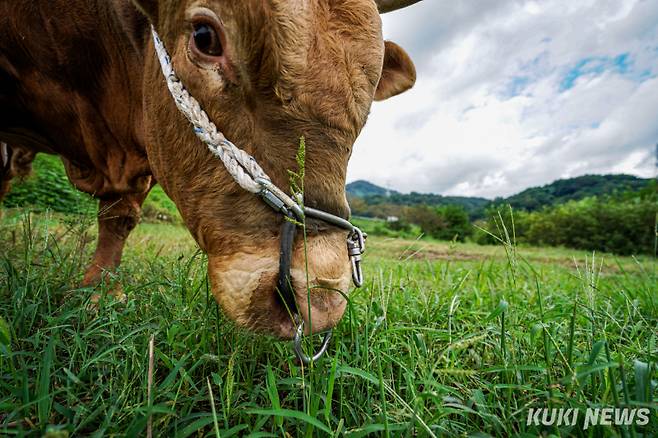 싸움소 해태와 생강이가 지난 달 13일 경남 의령군 남강 좌안에 위치한 풀밭에서 풀을 뜯고 있다.