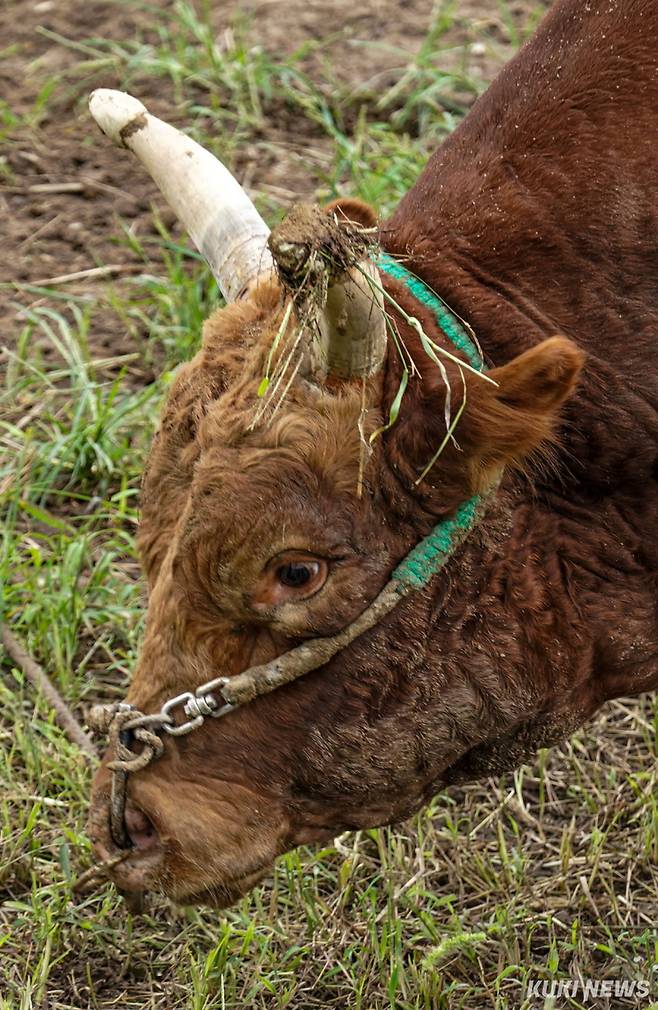 싸움소 해태와 생강이가 지난 달 13일 경남 의령군 남강 좌안에 위치한 풀밭에서 쉬고 있다.