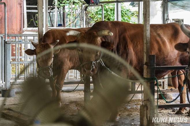 지난 달 13일 경남 의령군 사육장에서 쉬고 있는 싸움소들의 모습.