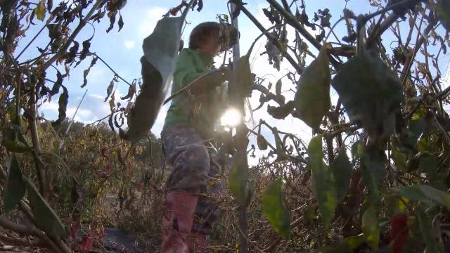 ▲영화 등장인물 중 한 명인 김정열 농부가 뙤약볕 아래에서 농사 일을 하고 있다. ⓒ공생공락