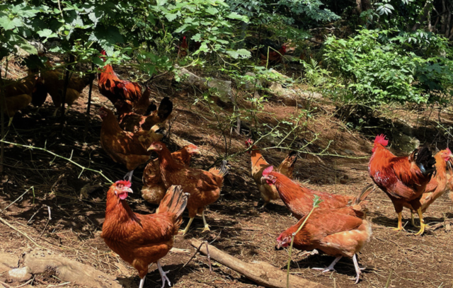 제주에 있는 ‘애월아빠들’ 농장에 자연 방목한 토종 닭들이 돌아다니고 있다. 사진 제공=애월아빠들