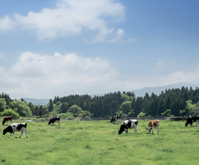제주도에 있는 아침미소목장에서 소들이 자유롭게 풀을 뜯고 있다. 사진 제공=아침미소목장