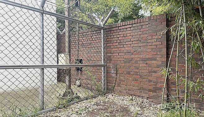 광주 서부경찰서 후문 무기고 주변. 대나무가 CCTV를 가린다는 이유로 일부 베어져 있다.