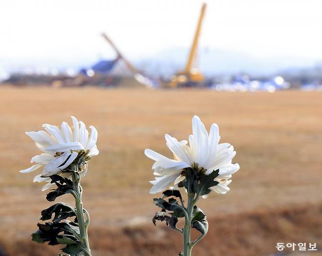 무안공항 제주항공 참사가 발생한 직후인 2025년 1월 6일 공항이 보이는 도로에 추모객들이 놓고 간 국화. 동아일보DB