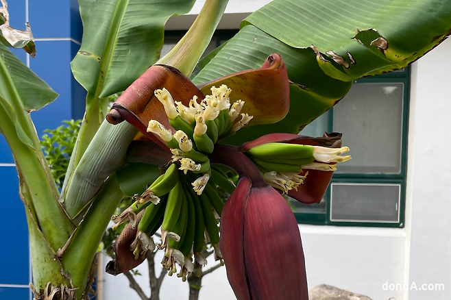 사진=독자제공, 최강주 기자 gamja822@donga.com