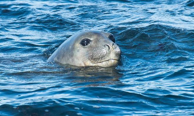 남인도양 암스테르담섬 인근 바다의 남방코끼리물범. 물범은 인간처럼 폐로 호흡하는 포유류다. 위키커먼스