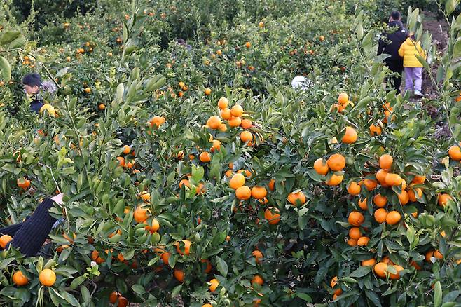 제주 서귀포시 안덕면 덕수리 카페 마노르블랑을 찾은 관광객이 감귤따기 체험을 하고 있다. 2024.12.23 [사진 = 연합뉴스 DB]