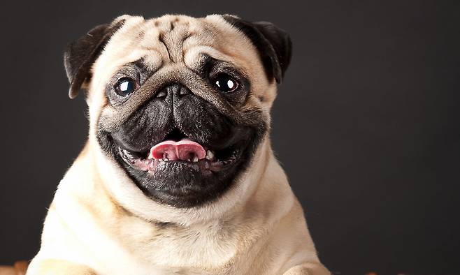 퍼그. 게티이미지