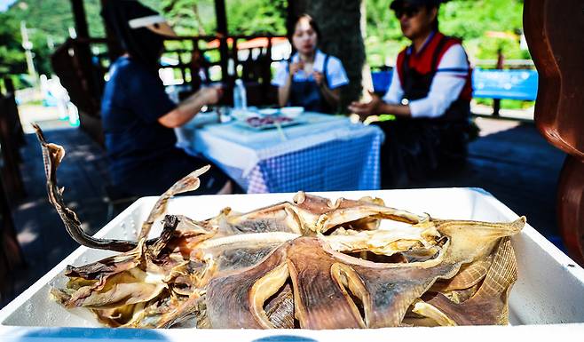 ▲ 대청도 모래울동에서 말린 홍어. 바닷바람에 자연 건조돼 쫄긴한 식감이 살아 있다. /인천일보