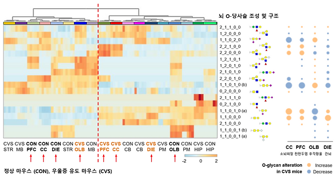 정상과 스트레스 마우스의 뇌 당쇄화 변화