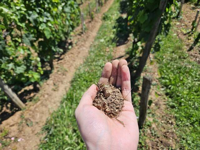 생테밀리옹 포도원의 토양. 거친 자갈 대신 입자가 비교적 고운 흙이 쌓여 있다. 천호성 기자