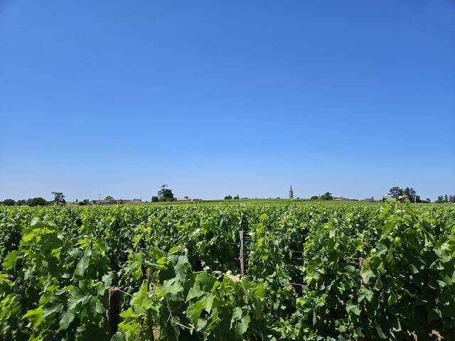 생테밀리옹의 포도원. 천호성 기자