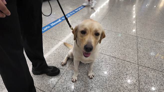 마약 탐지견 ‘루리’