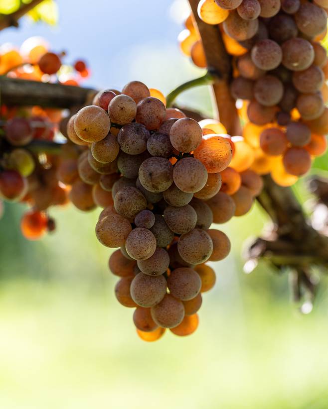 페터 제머의 피노 그리지오. 피노 누아의 변종인 피노 그리지오는 껍질이 회색빛을 띠는 청자주색(그레이-퍼플)이라 Grigio(회색)라는 이름이 붙었다. [사진=전형민 기자]