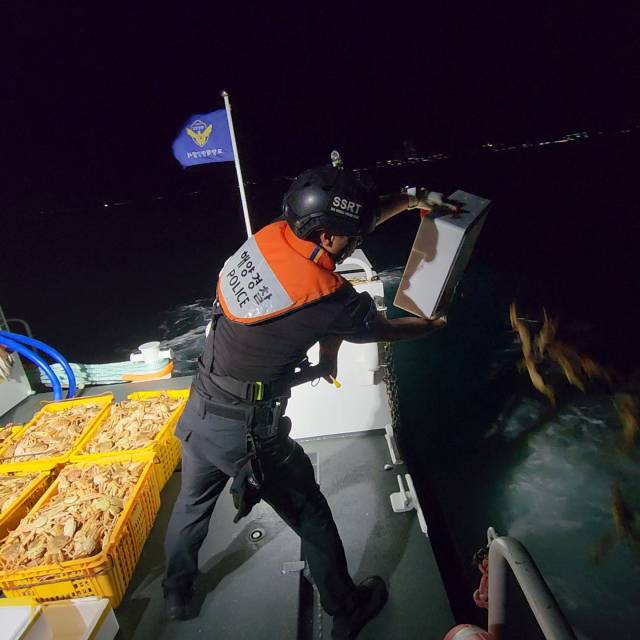 지난 5일 포항시 남구 구룡포읍 한 주택 창고 수족관에 불법 포획된 암컷대게 2천여 마리가 보관 중인 것을 해경이 발견해 조치하고 있다. 포항해양경찰서 제공.