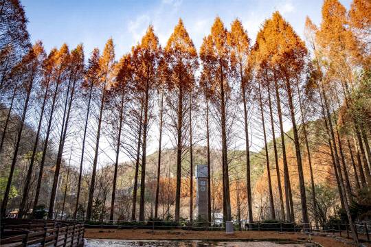 장태산 자연휴양림 메타세쿼이아 숲. 서구 제공