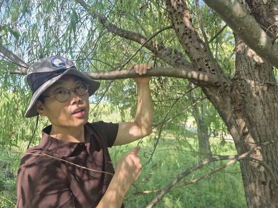 지난 1일 부산 사하구 을숙도에서 낙동강하구에코센터 김현우 박사가 버드나무에 난 유리알락하늘소 산란 흔적에 대해 설명하고 있다. 김민주 기자