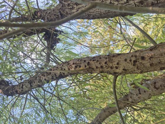 지난 1일 부산 사하구 을숙도에 있는 버드나무 가지에 유리알락하늘소가 알을 낳은 식흔이 빼곡하다. 낙동강하구센터에 따르면 나무 한 그루에서 이런 식흔이 400개까지 발견된 사럐도 있다. 김민주 기자