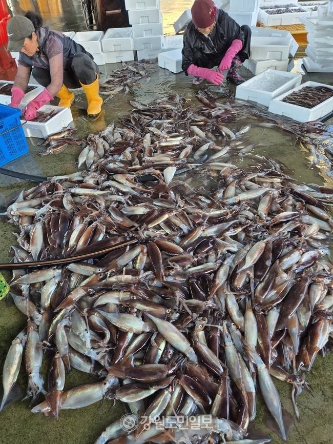 ▲ 최근 들어 동해안에 오징어가 많이 잡히고 있다. 본사DB