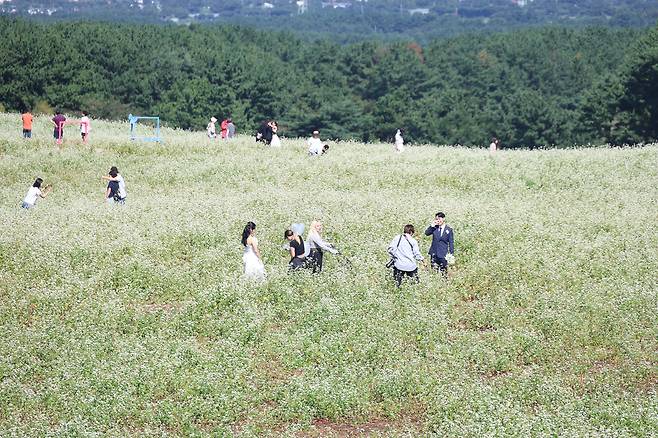 5일 제주시 오라동 메밀꽃밭에서 관광객들이 메밀꽃 배경으로 열린 ‘오라메밀꽃 축제’를 즐기고 있다. 연합뉴스