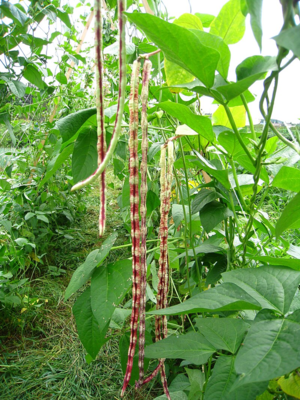 이게 뭐시여 - 소리가 절로 나오는 갓끈동부 꼬투리의 비주얼. 갓끈 하니 또 복근 사인만 남기고 사라진 사자 보이즈 ‘갓끈 걔’ 애비가 생각난다. 인간적으로 케데헌2에는 부활시켜줘라. [사진 출처=도시농부/위키피디아]