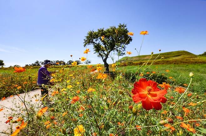 호로고루 산책길에 핀 황화 코스모스 [사진/임헌정 기자]