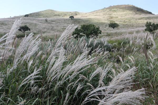 황매산 억새 풍경. /합천군