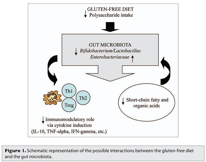 *그림 출처: Y Sanz. Gut microbes 2010