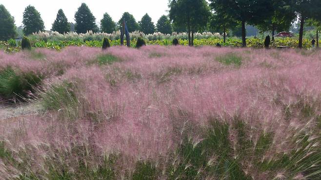 포근한 솜사탕처럼 보이는 핑크뮬리는 어느 타이밍에 셔터를 눌러도 멋진 사진을 선물해준다