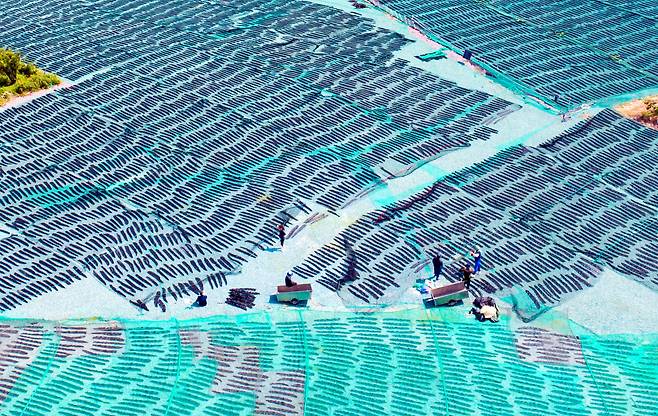 전남 완도군 평일도의 모습. 다시마 수확철인 6월에 찍은 사진이다. 약 3m까지 자란 다시마를 끌어올려 자갈밭 위에서 말린다. 바닷바람에 날아가지 않게 그물을 덮는다./김영근 기자