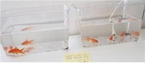 금붕어 접지실험 5일 후의 모습. 왼쪽 접지되지 않은 수조의 금붕어들과 달리 오른쪽 접지된 수조의 금붕어들은 왕성한 배설 활동을 보였다. 맨발걷기국민운동본부 제공