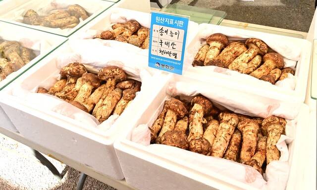 ‘2025년 봉화송이축제’가 16~19일 나흘동안 봉화읍 내성천 일원에서 열린다.