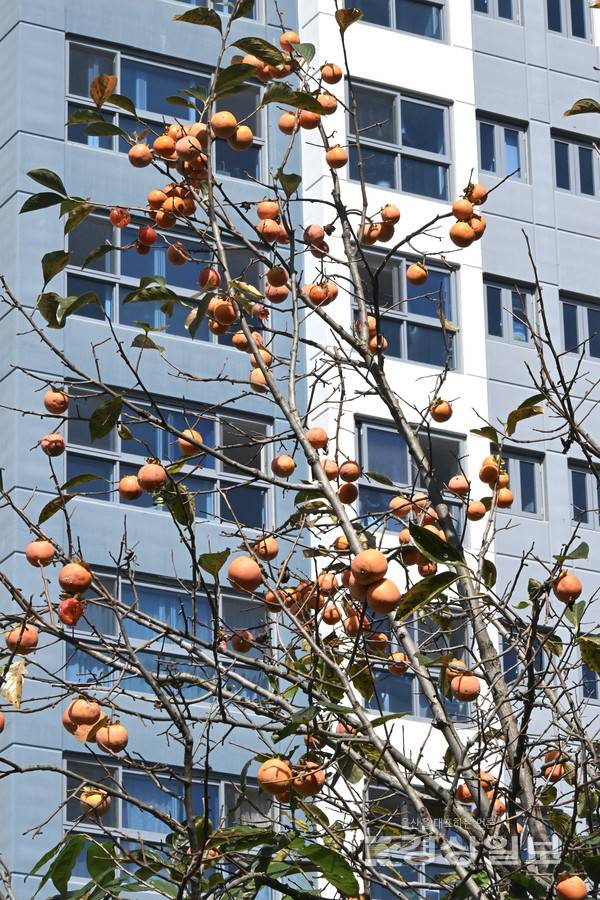 추석이 지나고 가을이 깊어가는 가운데 11일 울산시 남구 삼호동 한 아파트단지 인근에 탐스럽게 익어가는 감이 나무에 주렁주렁 매달려있다. 김경우기자woo@ksilbo.co.kr