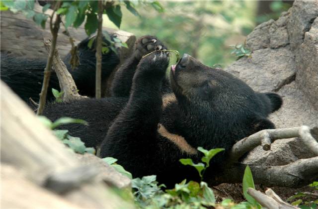 반달가슴곰. [국립공원공단 제공]
