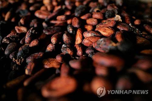 코코아 빈 [로이터=연합뉴스 자료사진]