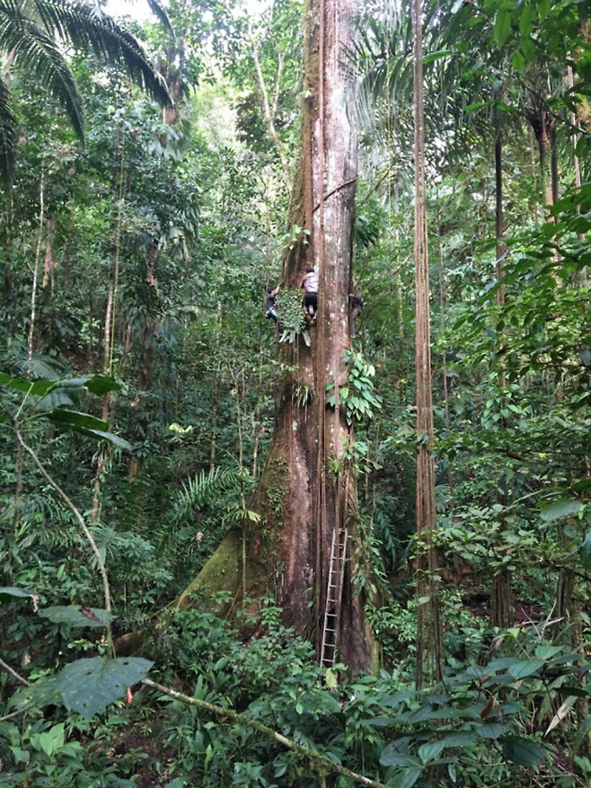 아마존 열대우림의 나무. Credit: Pauline Kindler