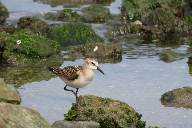 동해안에서는 관찰이 극히 드문 희귀조류 ‘작은도요’가 최근 울산 울주군 서생면 솔개공원 갯바위에서 주위를 살피고 있다. 울산 제일고등학교 이승현 학생 제공