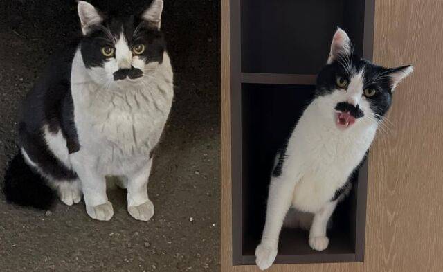 배우 조윤희 반려묘 시오. /조윤희 소셜미디어