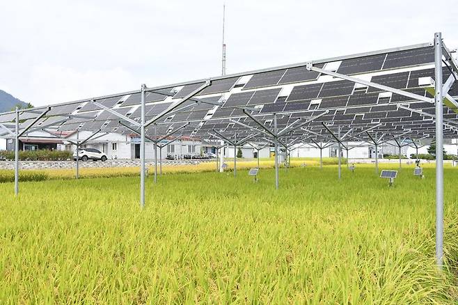 [횡성=뉴시스] 영농형태양광 모습. (사진=횡성군 제공)2025.09.30.photo@newsis.com *재판매 및 DB 금지