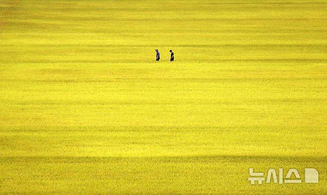[대구=뉴시스] 이무열 기자 = 13일 대구 북구 학정동 한 들녘에 수확을 앞둔 벼가 황금빛으로 물들어 있다. 2025.10.13. lmy@newsis.com