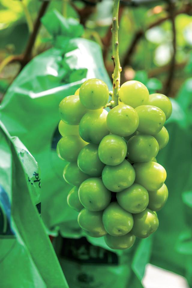 경북 영천 ‘뉴스타수출포도작목반’이 재배한 ‘샤인머스캣’. 홍콩·대만·베트남 등지로 수출돼 영천 포도 브랜드의 인지도를 높이고 있다.