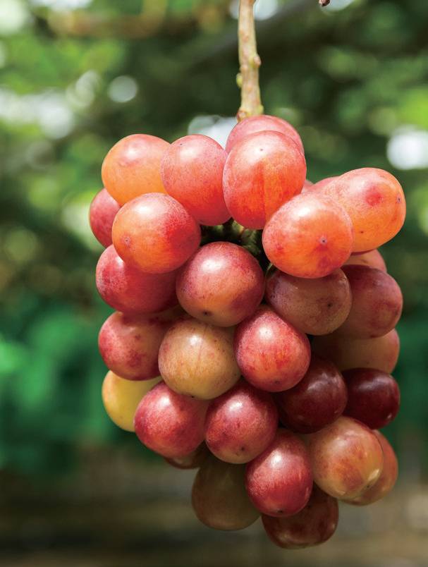 샤인머스캣에 의존했던 국내 포도 산업 구조를 개선하고 수출 경쟁력 강화를 도모하고자 경북도농업기술원이 ‘글로리스타’와 함께 개발한 적색 포도 신품종 ‘레드클라렛’.