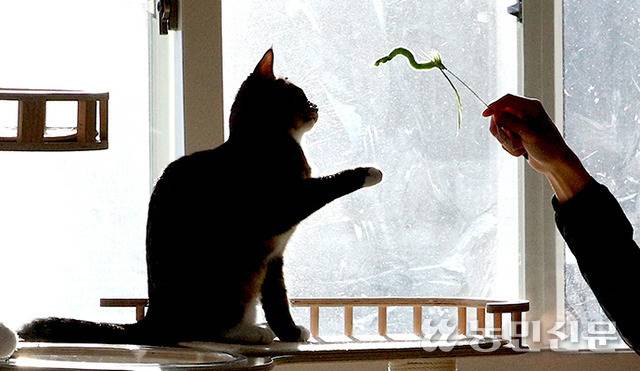 폐교를 활용해 조성한 경남 통영 용호도에 있는 ‘공공형 고양이보호분양센터’의 고양이. 농민신문DB