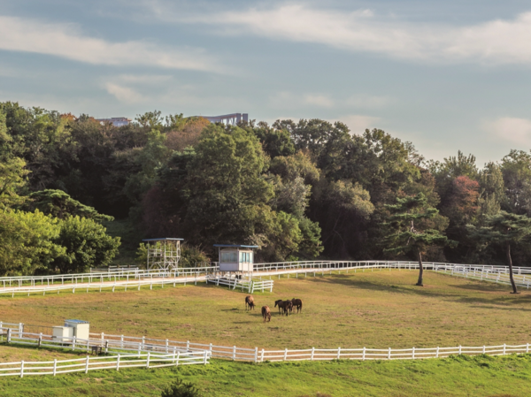 도심에서 만나는 목가적 풍경, 원당종마목장. /고양시제공