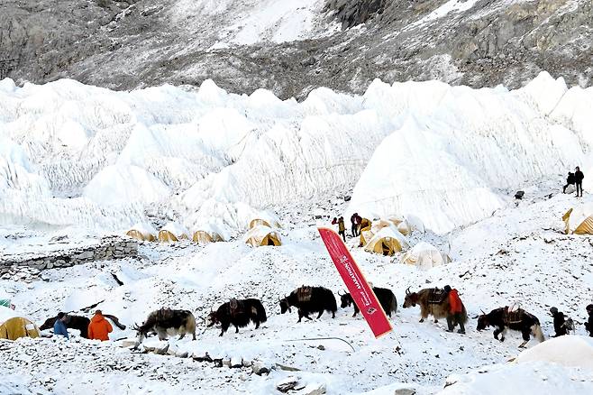 에베레스트 베이스캠프를 오가며 짐을 나르는 야크들. 에베레스트 등정팀이나 마라톤 준비에 없어서는 안되는 절대적인 존재다. /정병선 기자