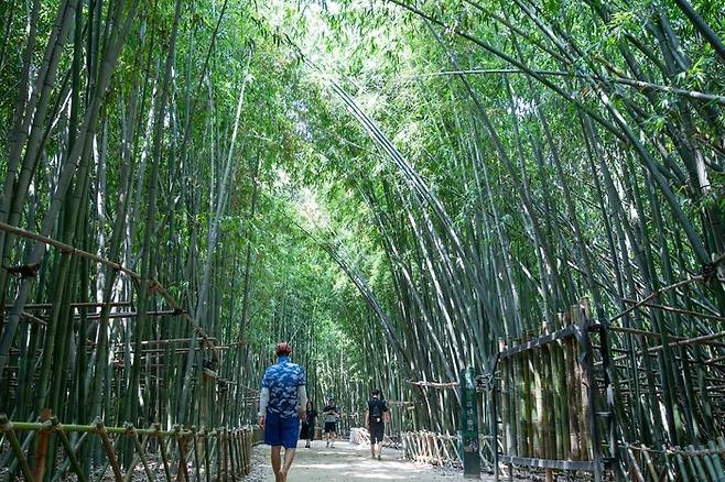 울산 태화강 국가정원 십리대숲 [울산시]