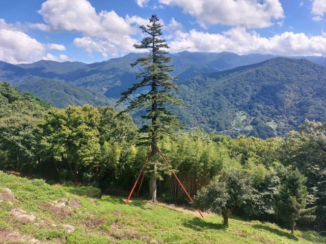 금대암 전나무와 천왕봉.