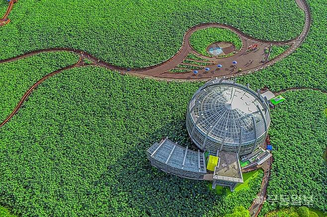 무안 9경-회산백련지