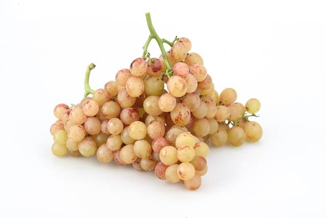 솜사탕 향이 나는 포도 ‘슈팅스타’. 농촌진흥청